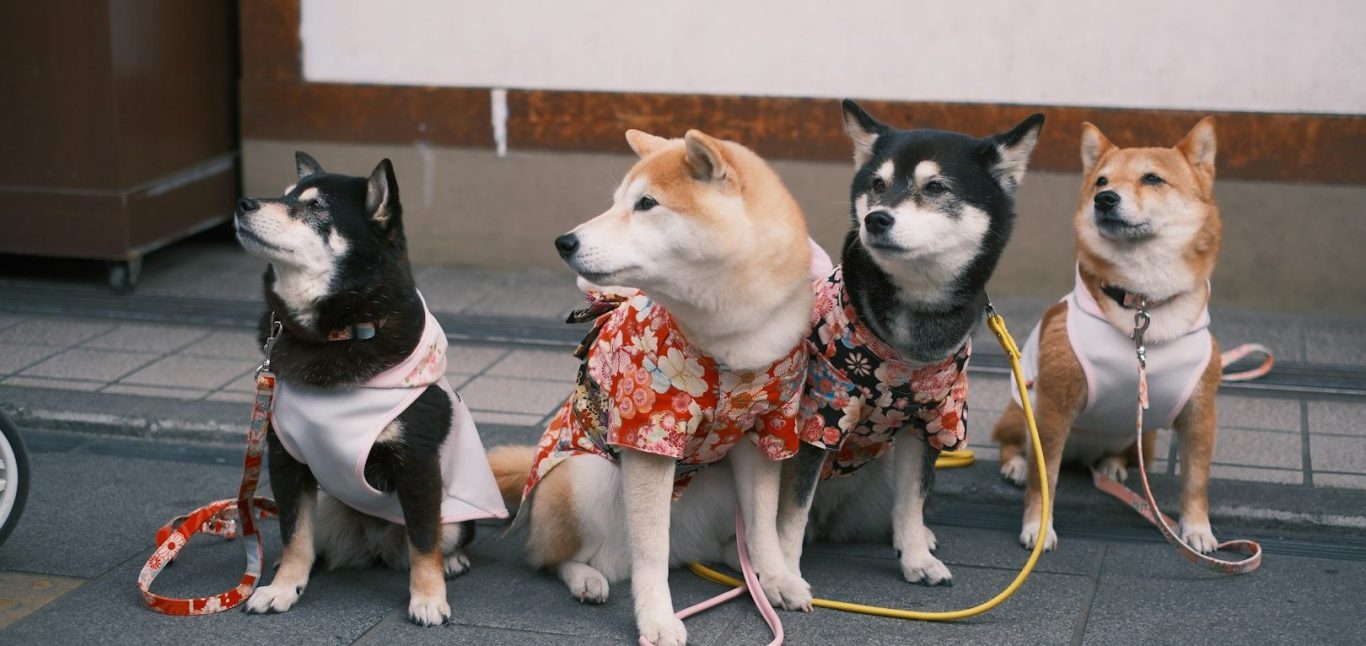 Kleines Gruppentraining für Hunde – ruhiges und alltagstaugliches Training